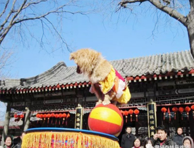 馴狗